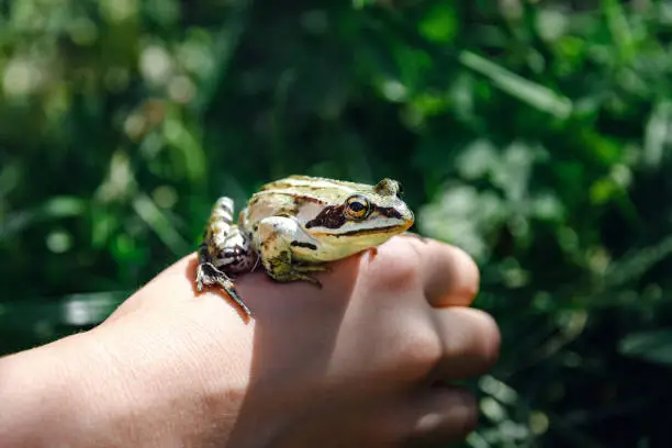 Green earthen frog sitting on hand child