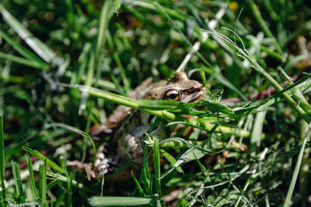 istock Little green frog hiding in the grass. 1296332357