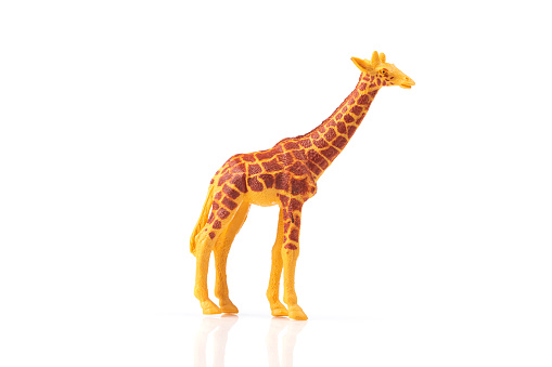 Model of the giraffe isolated on white background