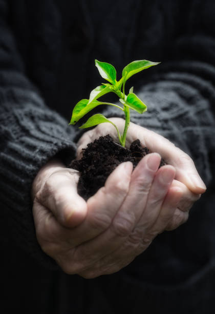 istock New life: Elderly woman's hand cradling a seedling in soil 1296332615