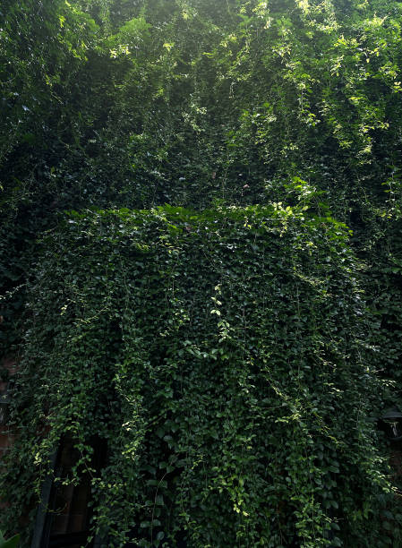 istock View of green leaf of background 1296333500