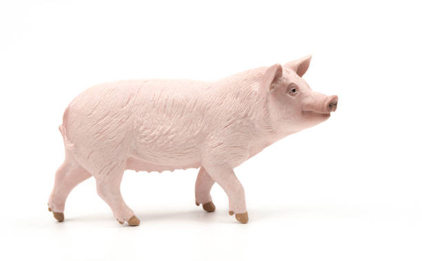 Pig Closeup On White Background Stock Photo - Download Image Now - Pig,  Pork, Toy - iStock