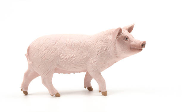 Pig Closeup On White Background Stock Photo - Download Image Now - Pig, Pork, Toy - iStock Pig Closeup On White Background Stock Photo - Download Image Now - Pig, Pork, Toy - iStock