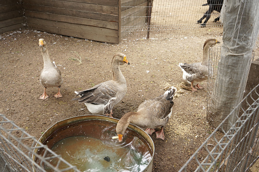 Geese in the zoo eat food and drink water. Close up.