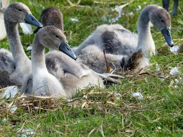 istock Swan, mute swan, 4 chicks 1296335310