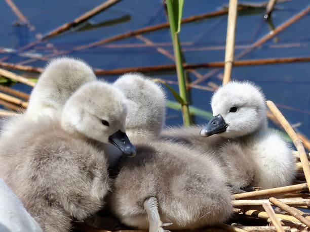 istock Swan, mute swan, 4 swan chicks 1296335313