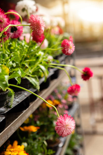 istock Daisy seedlings flowers at the market. 1296336055