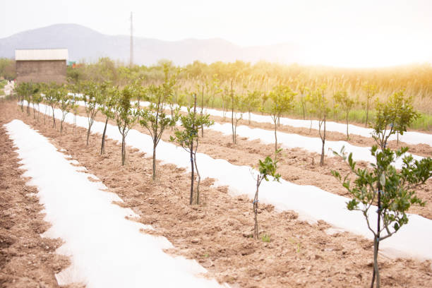 istock Growing trees in an orchard. Countryside 1296336358