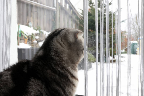 istock A cat looks out the window in winter 1296336363
