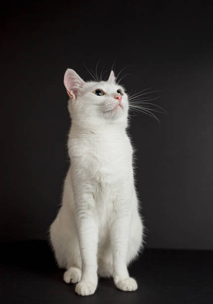 istock White cat with yellow eyes on a black background 1296336396