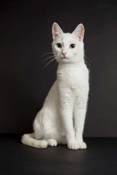 istock White cat with yellow eyes on a black background 1296336437