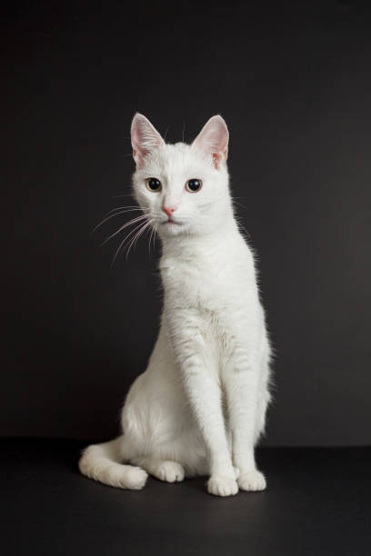 istock White cat with yellow eyes on a black background 1296336452
