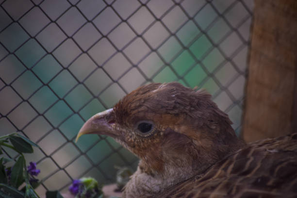 oiseau de caille dans la cage se ferment vers le haut. verticale sauvage de poule de perdrix, animal femelle chakor seule photo de fond de fond de papier peint - bird netting cage birdcage photos et images de collection