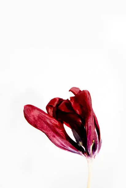 Abstract, dried tulip