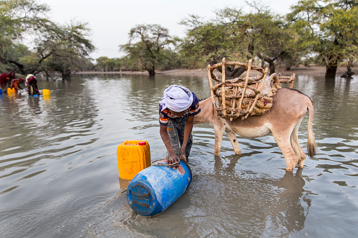 Due to insufficient resources in Chad, people travel to water resources tens of kilometers every day. Chad woman with her donkey takes daily drinking water from the polluted lake to use her daily needs.