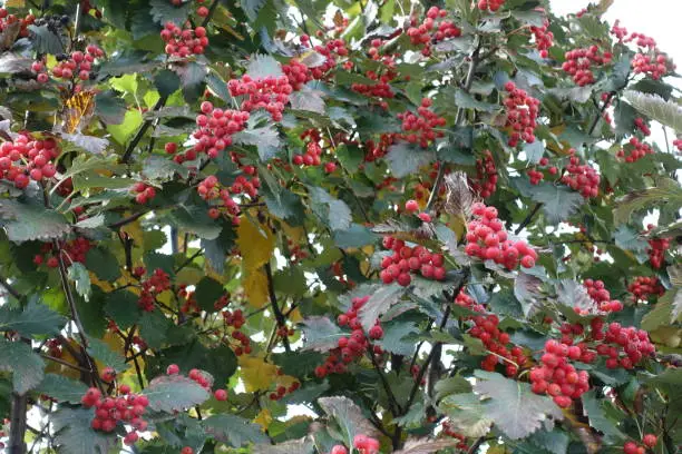 Dark green foliage and red berries of Sorbus aria in October