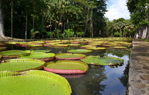 istock mauritius, water lily, park, water Lily Victoria 1296337900