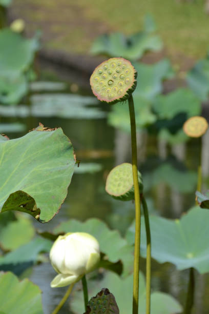 istock Mauritius, Lotus, flower, close-up 1296337938