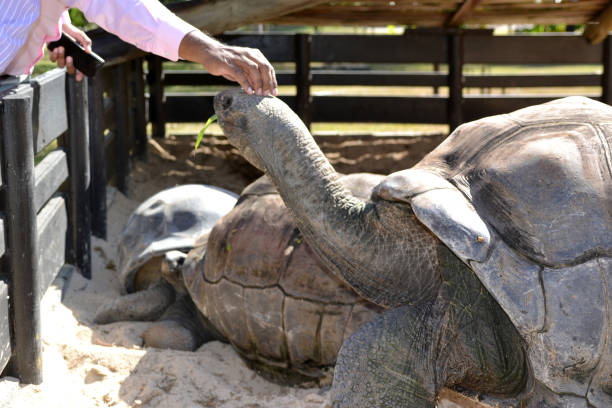 istock Mauritius, turtle, giant, animals, nature 1296337959