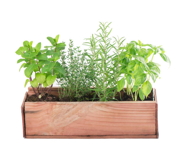 istock Fresh green kitchen herbs isolated over white background 1296338781