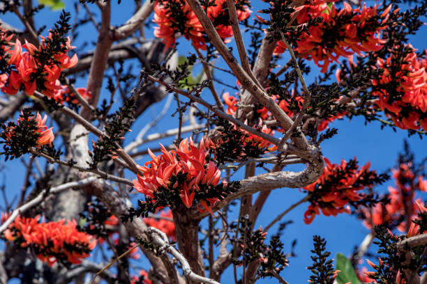 istock Beautiful Bastard Teak flower in blue sky background.(Butea monosperma) 1296339455