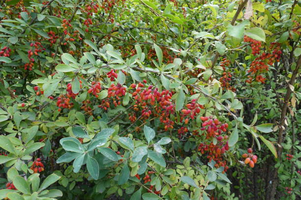 Leafage and red berries of Berberis vulgaris in September Leafage and red berries of Berberis vulgaris in September barberry family photos stock pictures, royalty-free photos & images