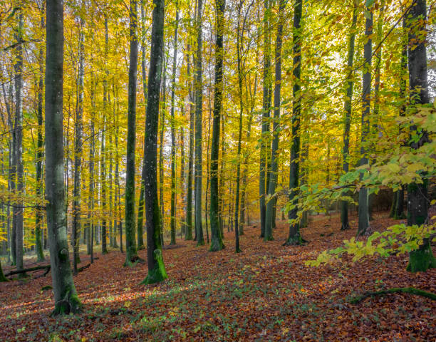 istock idyllic forest scenery at autumn time 1296339579