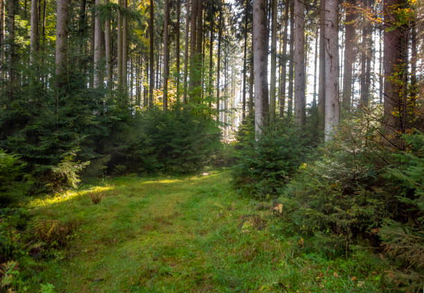 istock idyllic forest scenery at autumn time 1296339647