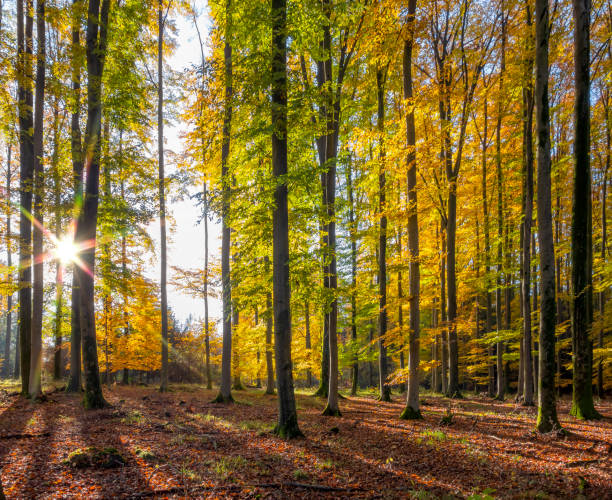 istock idyllic forest scenery at autumn time 1296339696