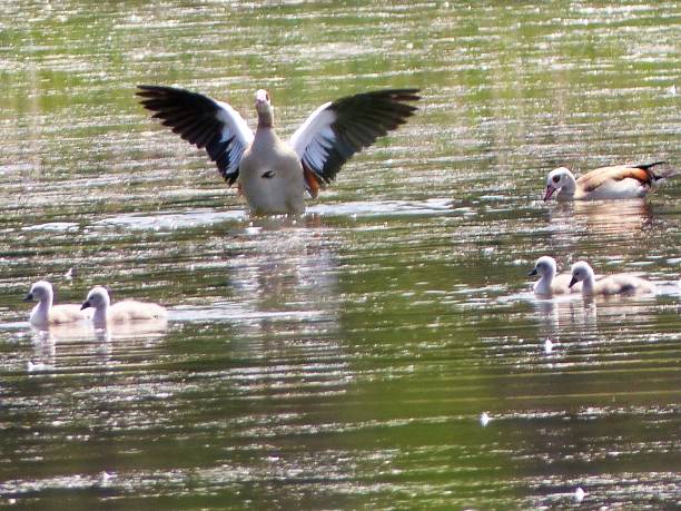 istock A wild goose lands in the water 1296340529