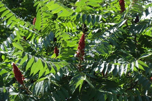 istock Pinnate leaves and red fruit clusters of vinegar tree in July 1296340792