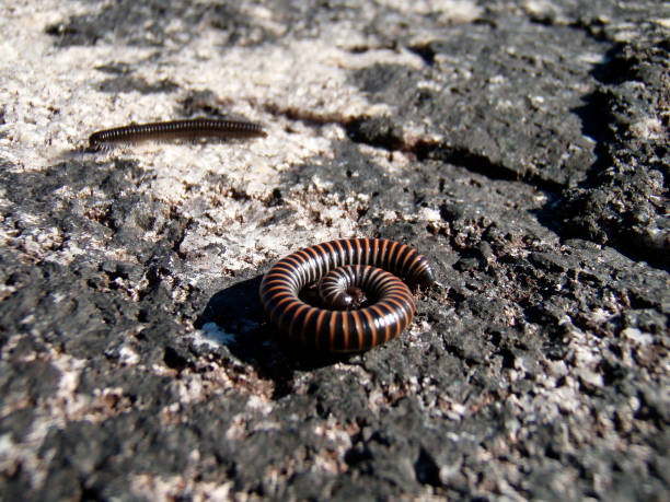 istock a millipede or centipede animal 1296340835