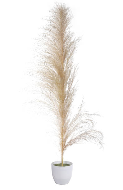마른 야생 지팡이 꽃은 일반적으로 흰색 배경에 꽃병에 간스 잔디로 알려져있다 - kane 뉴스 사진 이미지