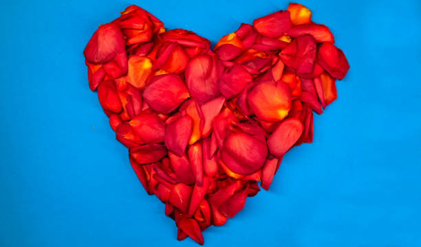 istock Heart of red rose petals on a blue background. 1296343449