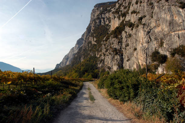 istock winegrowing and viticulture in south tyrol 1296344027