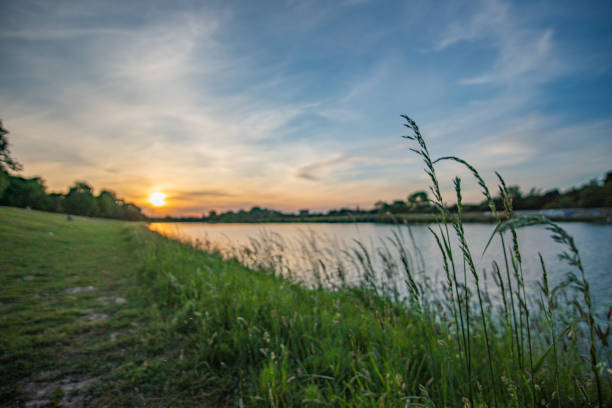 grass waving in the wind with beautiful werdersee, a river in bremen, in the background at sunset