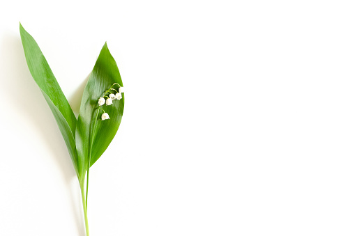Lily of the valley on a white background