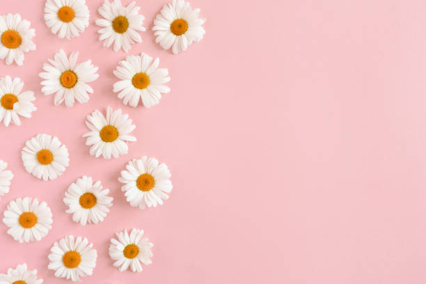 istock Border frame made of white chamomile flowers on a pink pastel background 1296345560