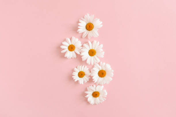 istock White chamomile flowers on a pink pastel background 1296345563