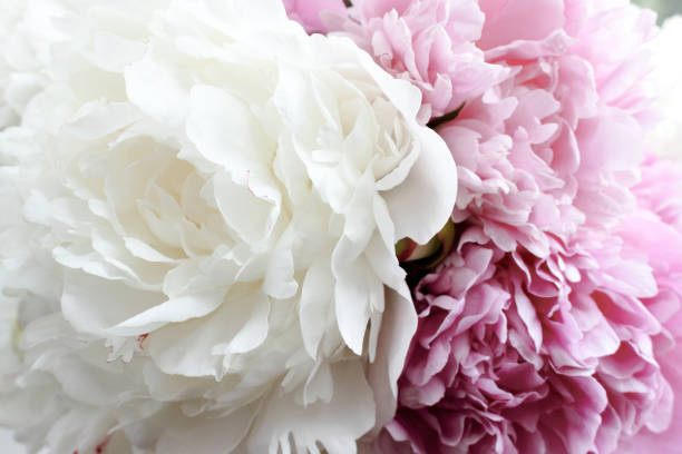 istock Close up of pink and white peonies 1296345569
