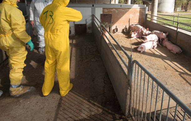 dịch tả lợn cổ điển hoặc dịch tả lợn - xây dựng vùng an toàn dịch bệnh chăn nuôi hình ảnh sẵn có, bức ảnh & hình ảnh trả phí bản quyền một lần