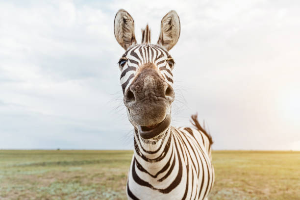 120,015 Funny Zoo Animals Stock Photos, Pictures & Royalty-Free Images -  iStock