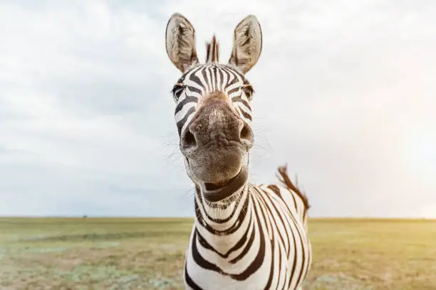 Photo of Zebra portrait. Adorable animal face looking to the camera.