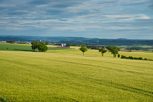landscape with barley fields in the spring