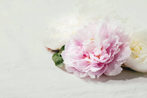 istock Pink and white peonies flowers 1296346763