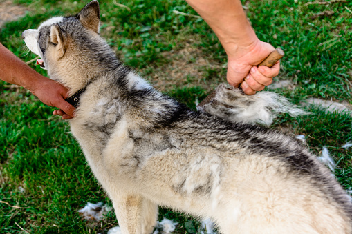 Combinando a un Husky siberiano, un hombre que cuida de su perro, un perro en el patio cerca del recinto. photo