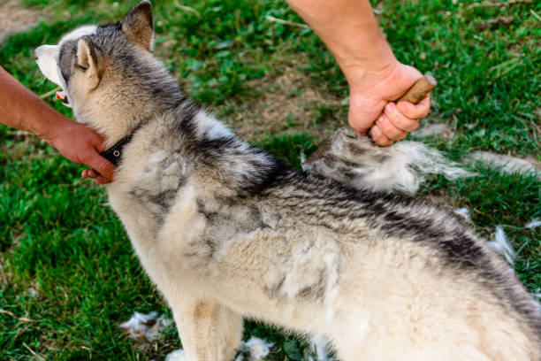 Combing a Siberian Husky, a man taking care of his dog, a dog in the yard near the enclosure. Combing a Siberian Husky, a man taking care of his dog, a dog in the yard near the enclosure.2020 shed stock pictures, royalty-free photos & images
