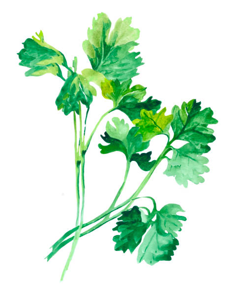 illustrazioni stock, clip art, cartoni animati e icone di tendenza di rami di erbe di prezzemolo acquerello su illustrazione botanica bianca. - parsley