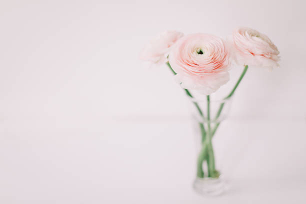 istock Pink ranunculus on white background. Romantic background for wedding invitations. Floral composition. Flatlay, copy space. 1296348228