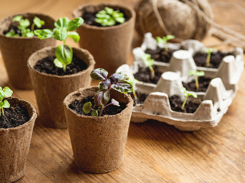 Basil seedlings in biodegradable pots on wooden table. Green plants in peat pots. Baby plants sowing in small pots. Trays for agricultural seedlings.